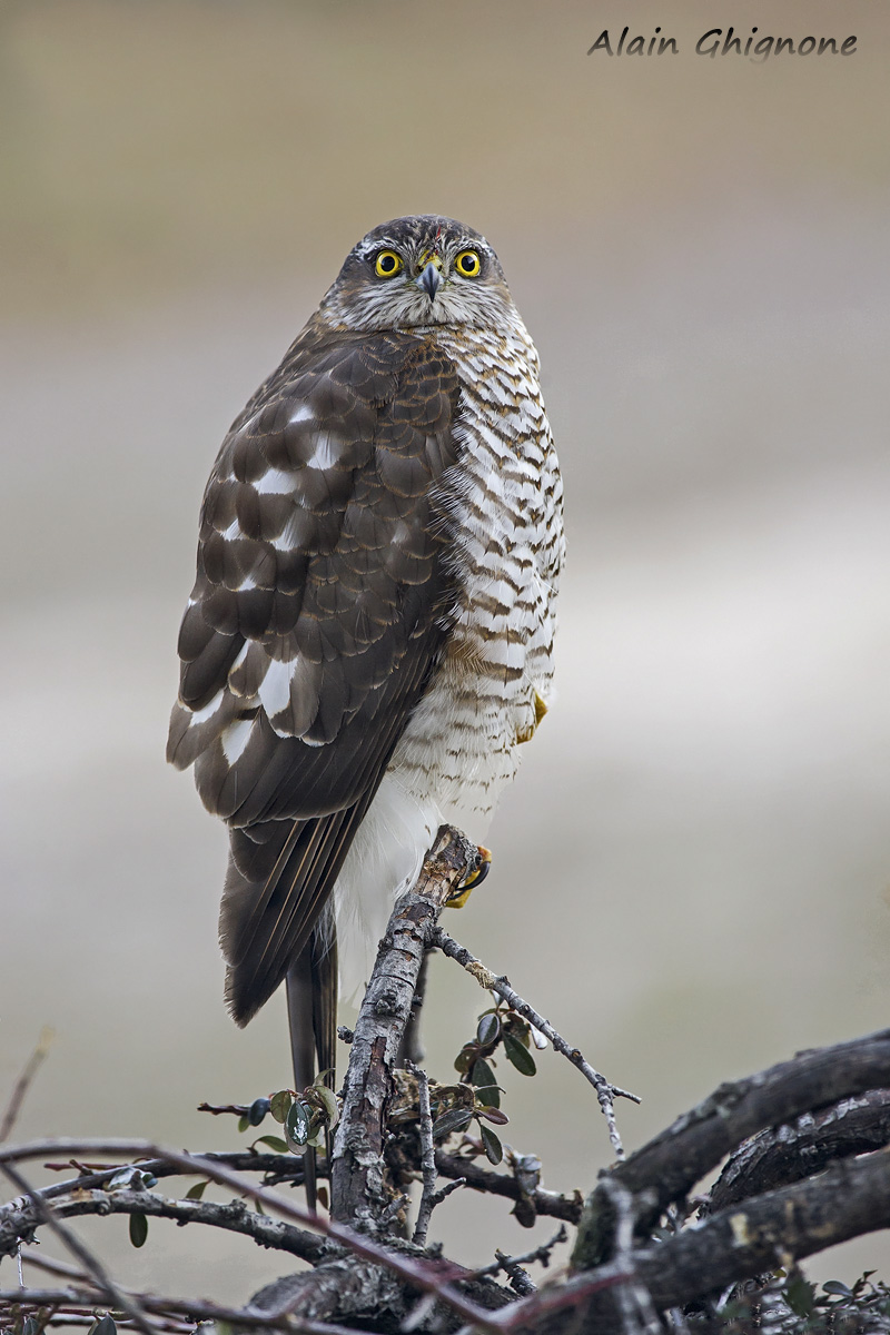 l''aquila dei passeri...